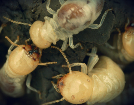 10-Unknown-Facts-About-Termites-AUSInspections -- pest inspection Sydney