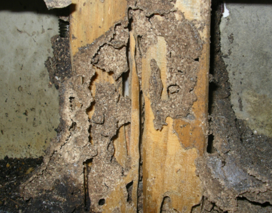 10-Unknown-Facts-About-Termites-AUSInspections -- Sydney Pest Inspections