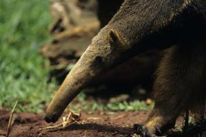 Anteater-AUSInspections -- Sydney pest inspections