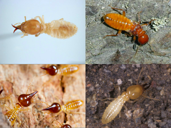Different-Kinds-of-Termites-AUSInspections -- pre sale building inspection