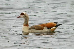 Egyptian-Goose-AUSInspections -- thermal pest inspection