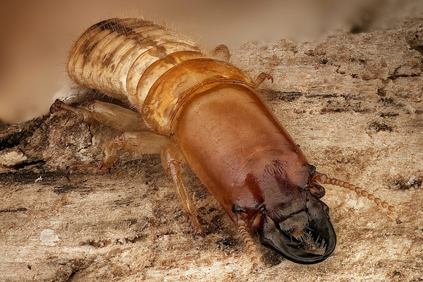 Kalotermitidae-Termite-Inspection-and-Control-In-Australia-AUSInspections -- building pest inspection Sydney