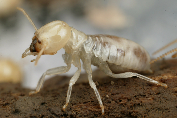Mastotermitidae-Termite-Inspection-and-Control-In-Australia-AUSInspections -- pest inspections Sydney
