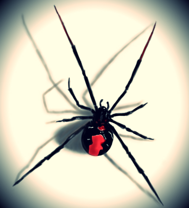 How Dangerous Can Spiders Be Especially For Children | AUS Inspections