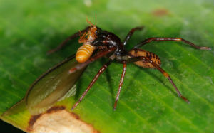 Spider-Eating-Termite-AUSInspections -- Sydney pest inspections