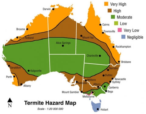 10-Unknown-Facts-About-Termites-AUSInspections -- pest inspections Sydney